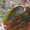 Green War Paint Clown Goby