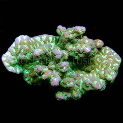 Products tagged with Australian Coral