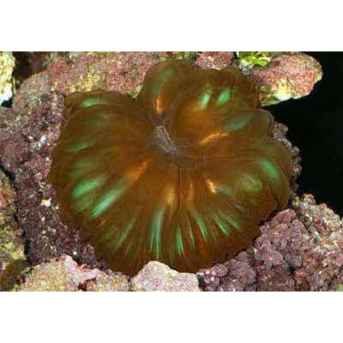 Cynarina lacrymalis Red