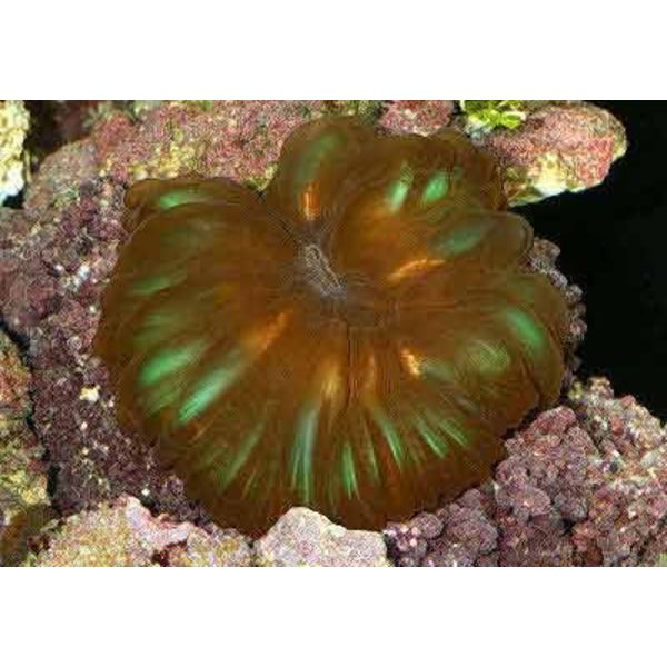  Cynarina lacrymalis Red