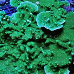 Products tagged with Montipora Confusa