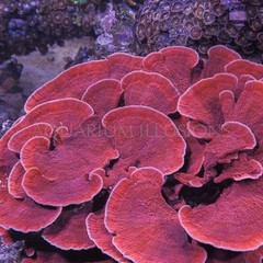 Products tagged with Frags