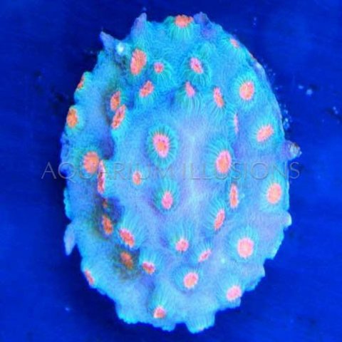 Meteor Shower Cyphastrea