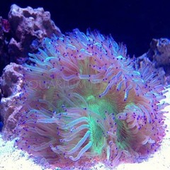 Products tagged with elegance coral