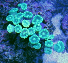 Products tagged with green LPS corals