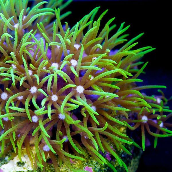  Green Star Polyp - Frag