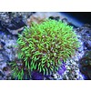 Green Star Polyp - Frag