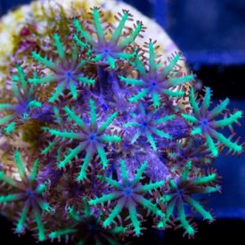  Blue Sympodium Frag