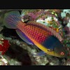 Bluesided Fairy Wrasse