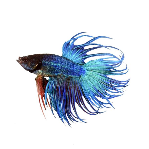  Crowntail Betta