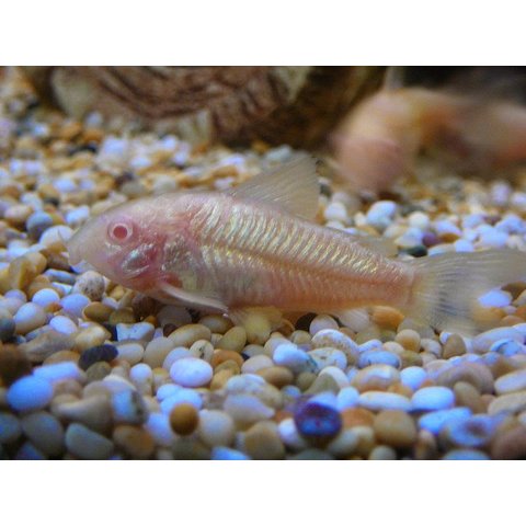 Albino Corydoras Catfish