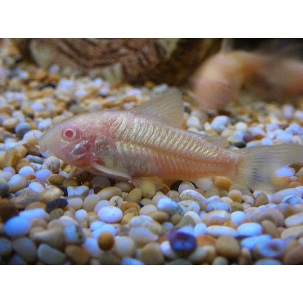  Albino Corydoras Catfish