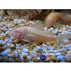 Albino Corydoras Catfish