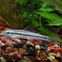 Products tagged with bottom feeder fish