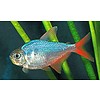 Columbian Blue Tetra ( Hyphessobrycon columbianus )