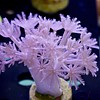 Pulsing Xenia Colony on rock
