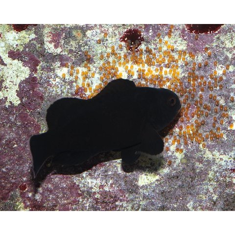 Midnight Ocellaris Clownfish