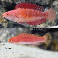 Products tagged with do all wrasse fish like to jump