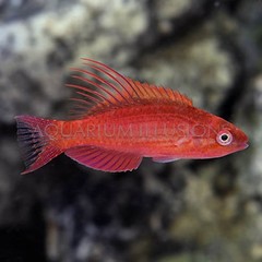 Products tagged with Wrasse fish