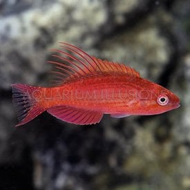  Blue Flasher Wrasse