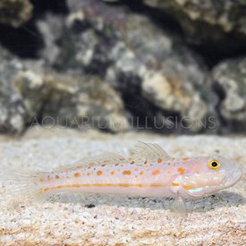  Diamond Watchman Goby ( Valenciennea puellaris  )