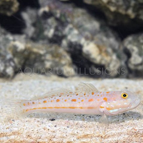 Diamond Watchman Goby ( Valenciennea puellaris  )