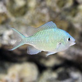  Green Chromis