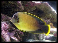 Products tagged with mimic tangs
