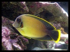 Products tagged with yellow and black saltwater fish