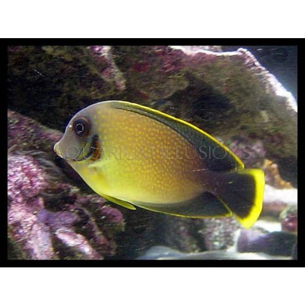 mimic tang aquarium illusions