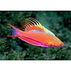 Filamented Flasher Wrasse