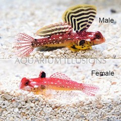 Products tagged with dragon fish