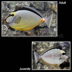 Products tagged with saltwater fish stores