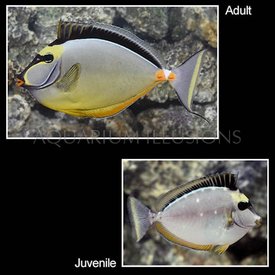  Naso Tang Med.