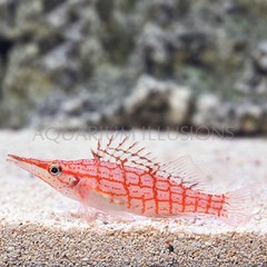 Products tagged with reef fish