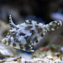 Products tagged with matted filefish