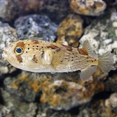 Products tagged with cool looking fish