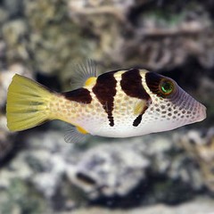 Products tagged with saltwater reef caution puffer fish