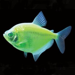 Products tagged with fish that glow