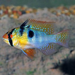 Products tagged with german freshwater fish