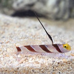 Products tagged with reef safe fish