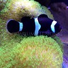 Black Ocellaris Clownfish Tank Bred