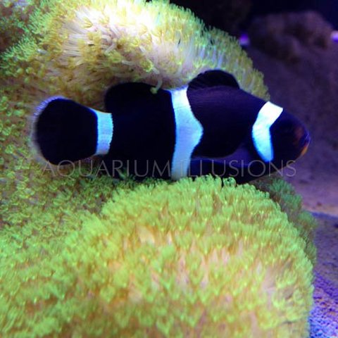 Black Ocellaris Clownfish