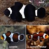 Black Ocellaris Clownfish Tank Bred