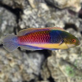  Bluesided Fairy Wrasse