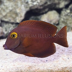 Products tagged with saltwater tangs
