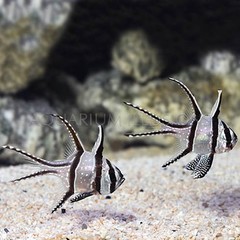 Products tagged with banggai cardinal fish