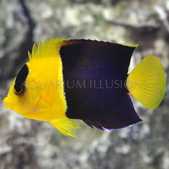 Products tagged with saltwater angel fish