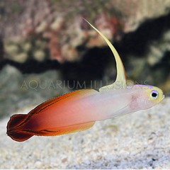 Products tagged with what size of tank do you need for a Firefish Goby