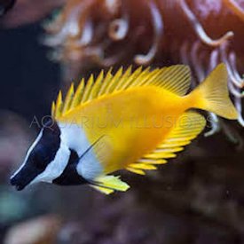  Foxface Lo (Siganus vulpinus)